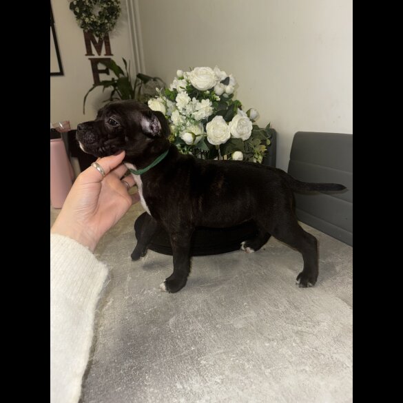 Staffordshire Bull Terrier