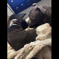 Staffordshire Bull Terrier