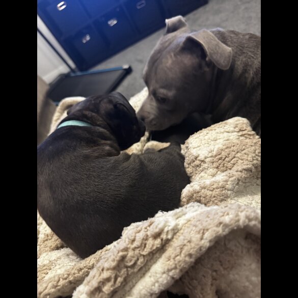 Staffordshire Bull Terrier