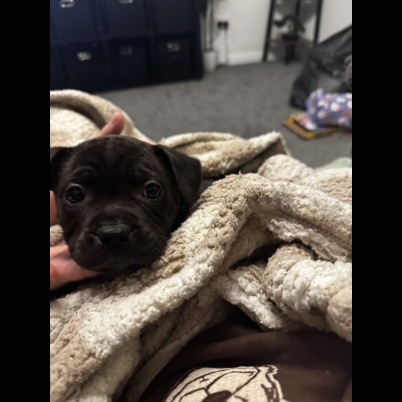 Staffordshire Bull Terrier