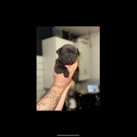 Staffordshire Bull Terrier