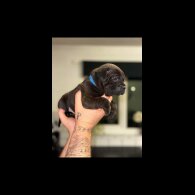 Staffordshire Bull Terrier