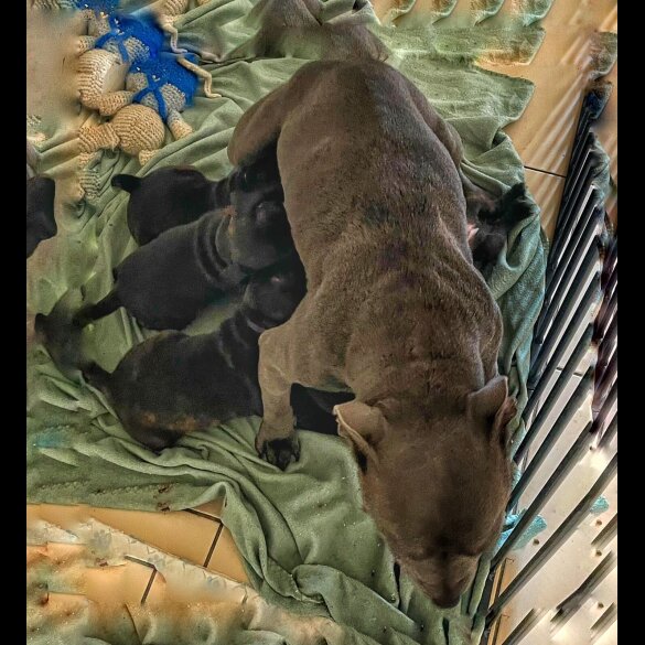 Staffordshire Bull Terrier