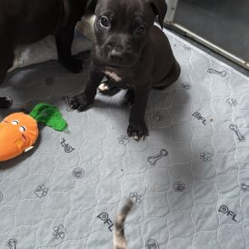 Staffordshire Bull Terrier