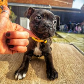 Staffordshire Bull Terrier