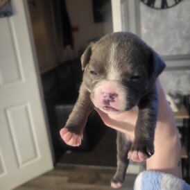 Staffordshire Bull Terrier