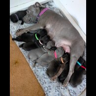 Staffordshire Bull Terrier