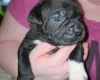 Cane Corso