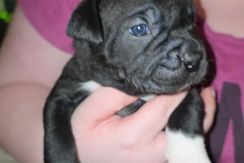 Cane Corso