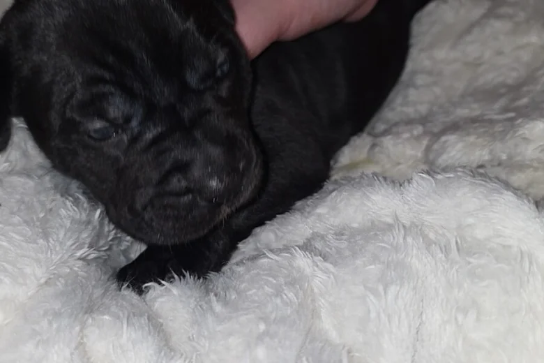 Cane Corso