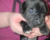 Cane Corso