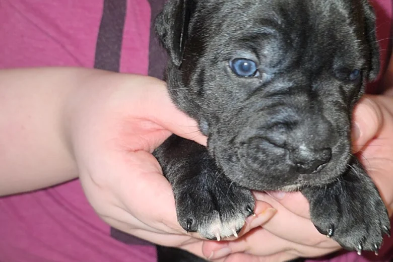 Cane Corso