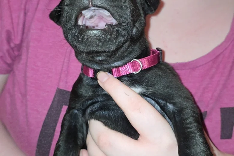 Cane Corso