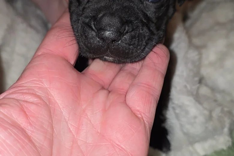 Cane Corso