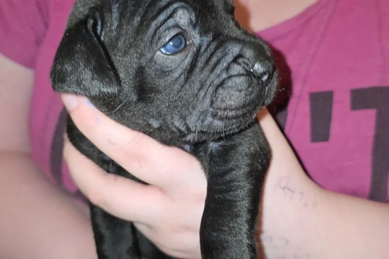 Cane Corso