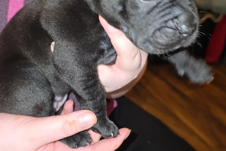Cane Corso