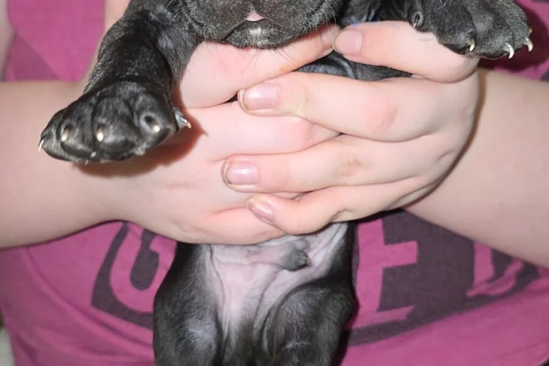 Cane Corso