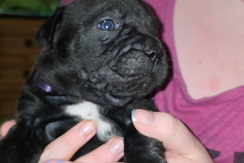 Cane Corso
