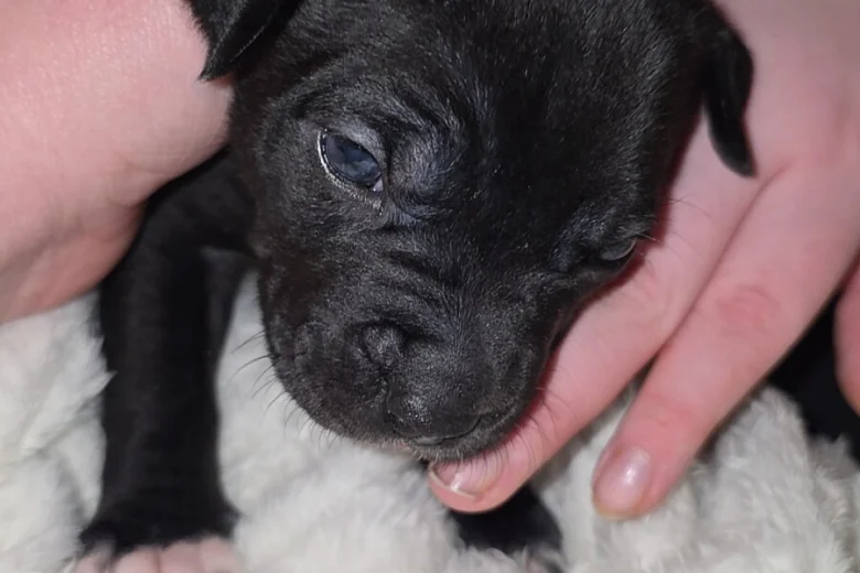 Cane Corso