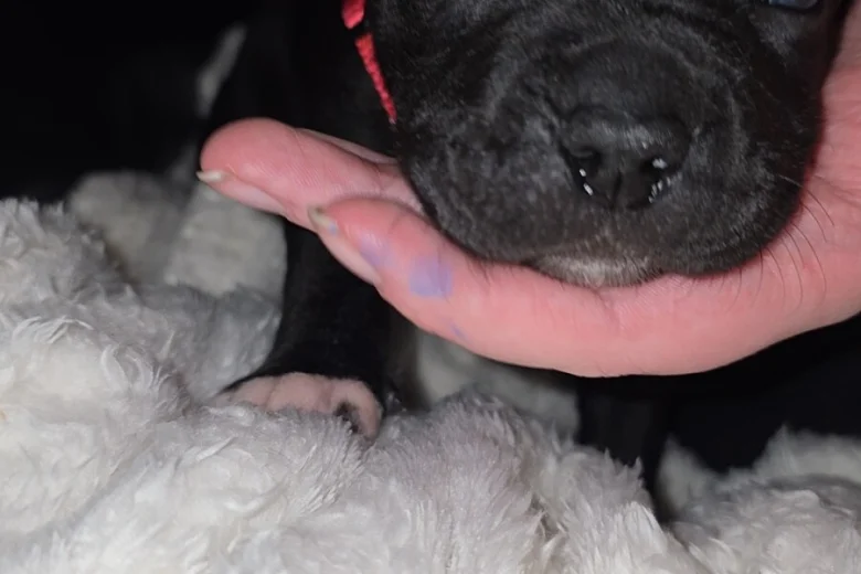 Cane Corso