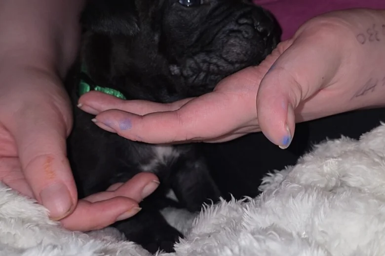 Cane Corso