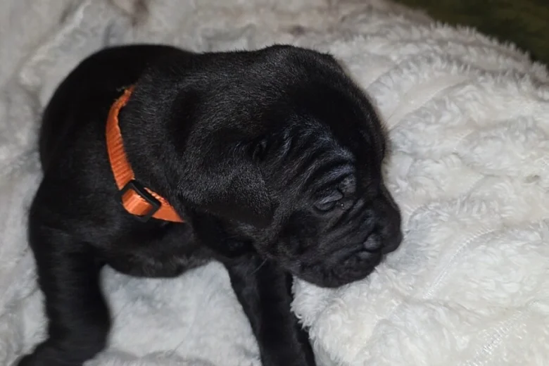 Cane Corso