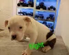 Staffordshire Bull Terrier