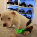 Staffordshire Bull Terrier