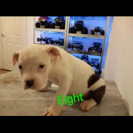 Staffordshire Bull Terrier