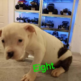 Staffordshire Bull Terrier