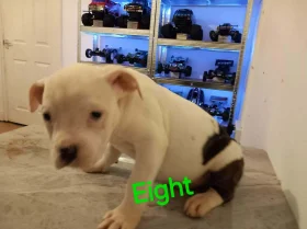 Staffordshire Bull Terrier