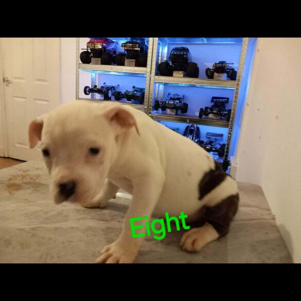 Staffordshire Bull Terrier