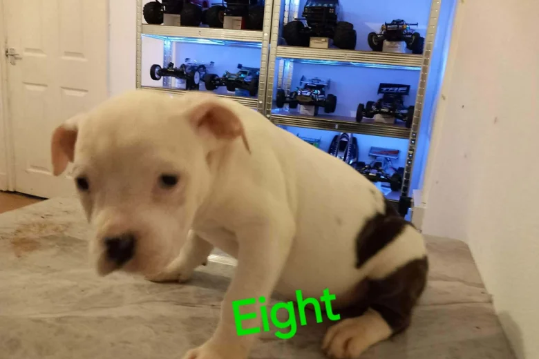 Staffordshire Bull Terrier