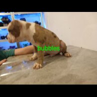 Staffordshire Bull Terrier