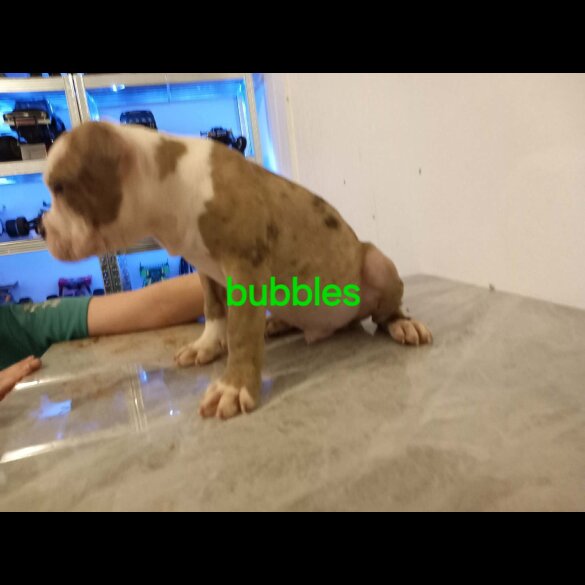 Staffordshire Bull Terrier