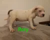 Staffordshire Bull Terrier