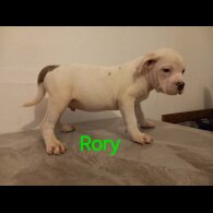 Staffordshire Bull Terrier