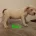 Staffordshire Bull Terrier