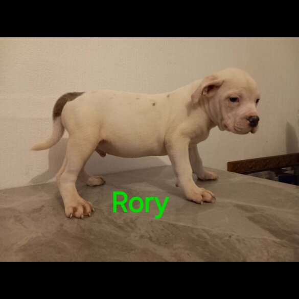 Staffordshire Bull Terrier