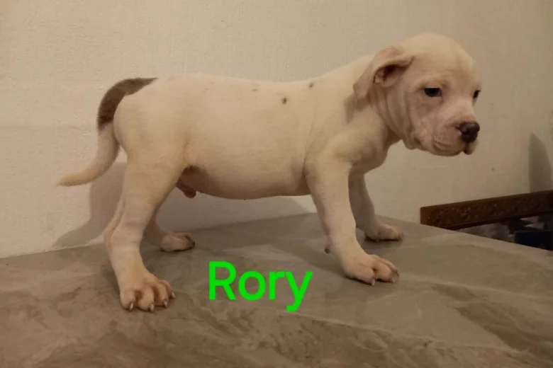 Staffordshire Bull Terrier