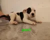 Staffordshire Bull Terrier