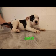 Staffordshire Bull Terrier