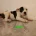 Staffordshire Bull Terrier