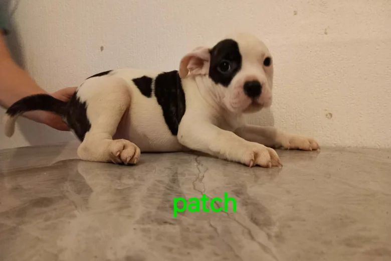 Staffordshire Bull Terrier