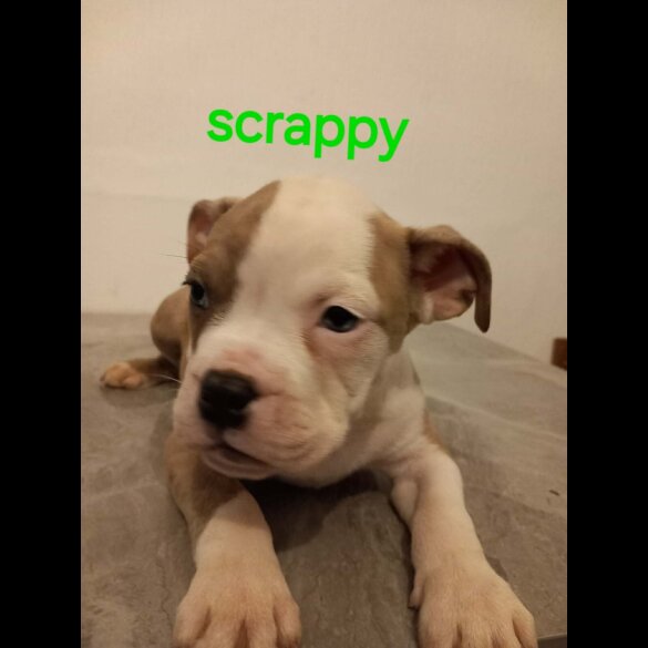 Staffordshire Bull Terrier