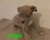 Staffordshire Bull Terrier