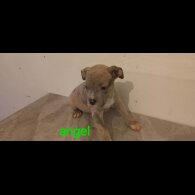 Staffordshire Bull Terrier