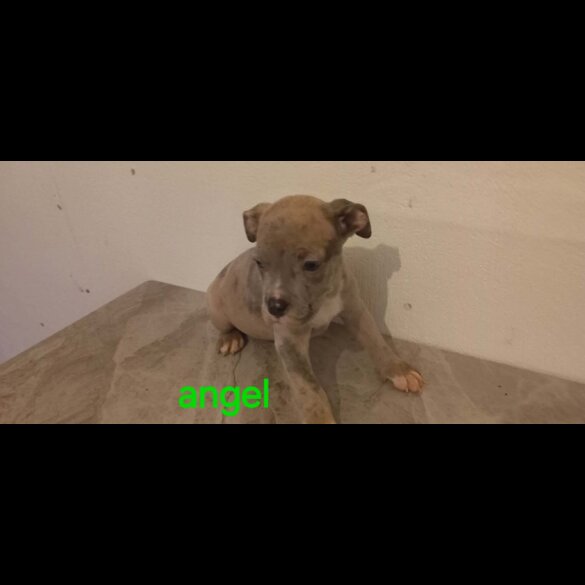 Staffordshire Bull Terrier