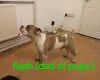 Staffordshire Bull Terrier