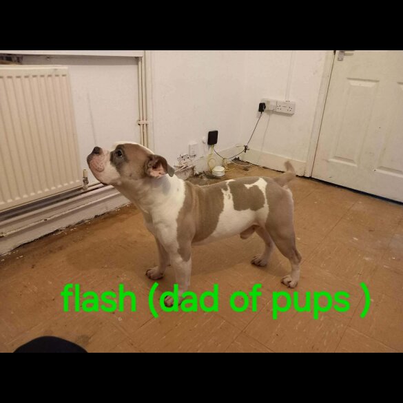 Staffordshire Bull Terrier